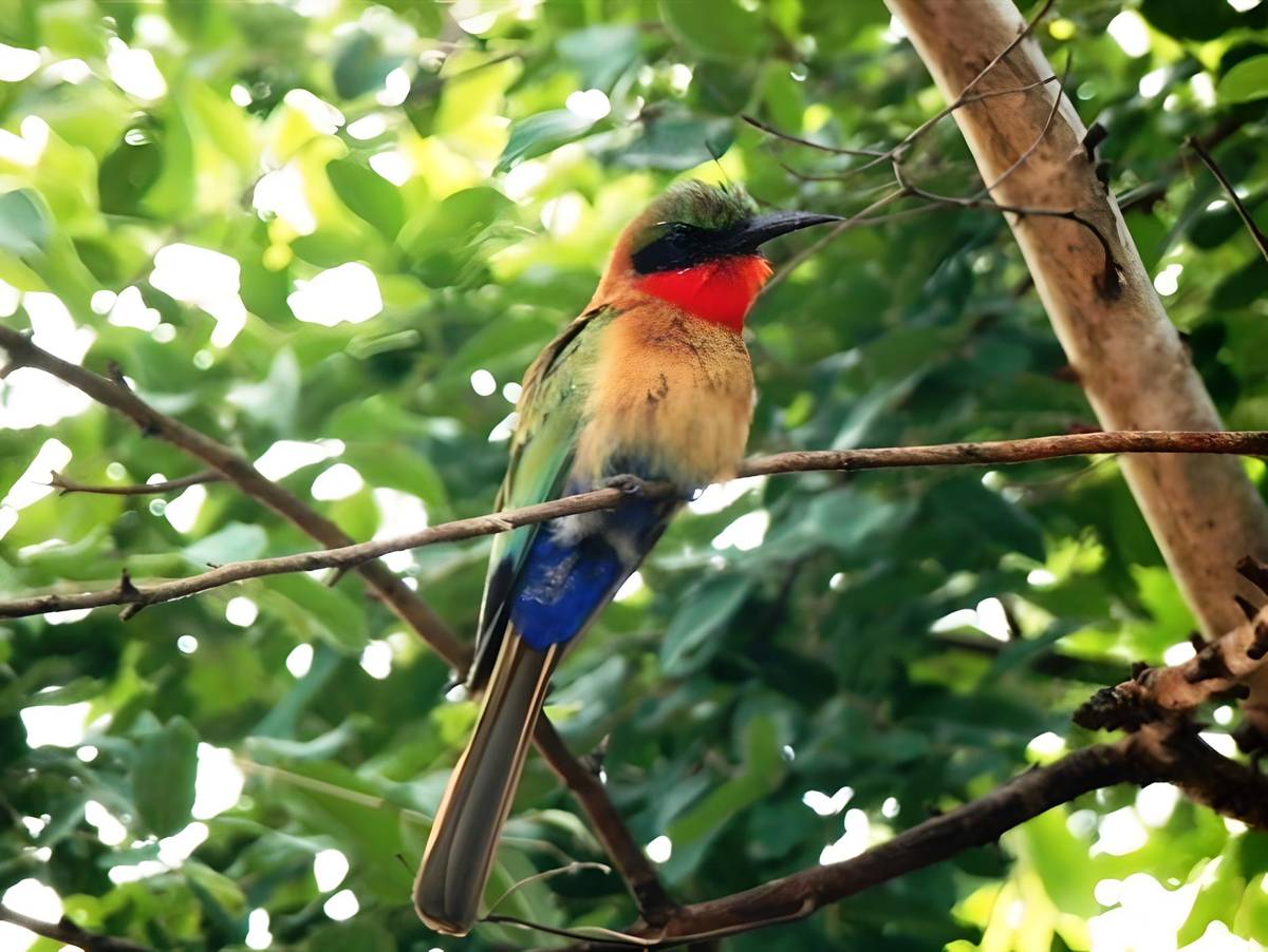 Red-throated bee-eater