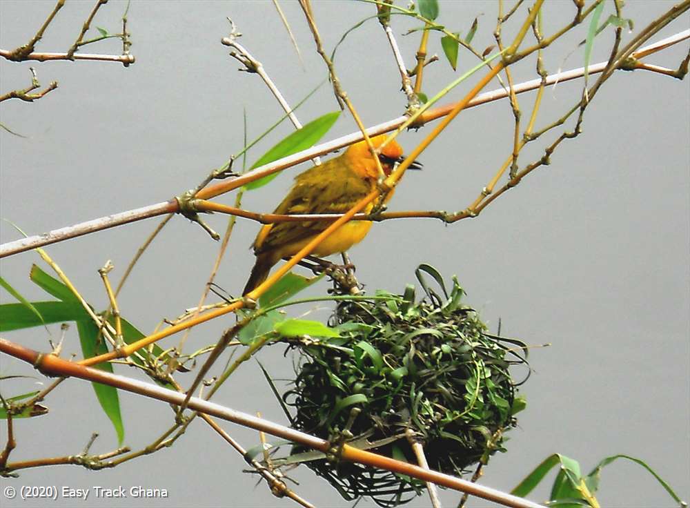 Masked Weaver bird in Ghana
