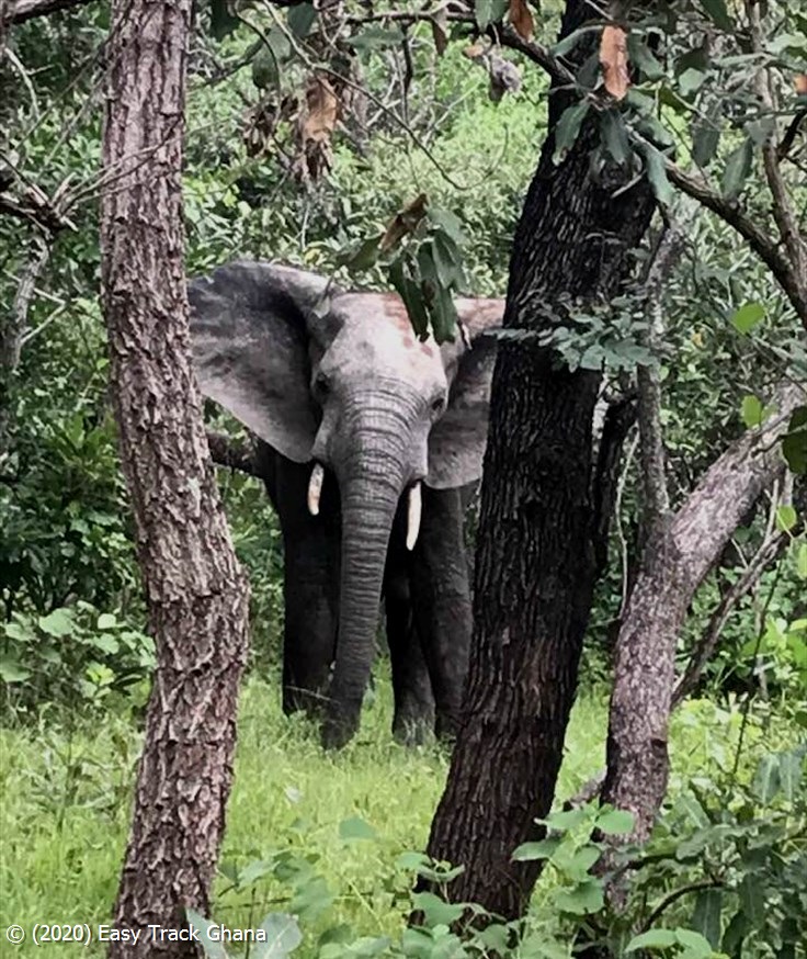 elephant in forest