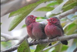 Finches