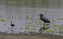 Black Heron