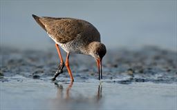 Common Redshank in Ghana