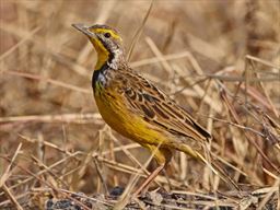 Yellow Throated Longclow