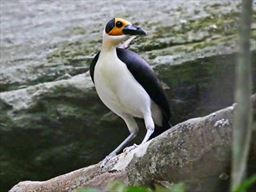 Yellow headed Picathartes