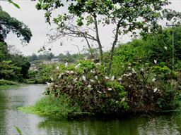 nesting egret